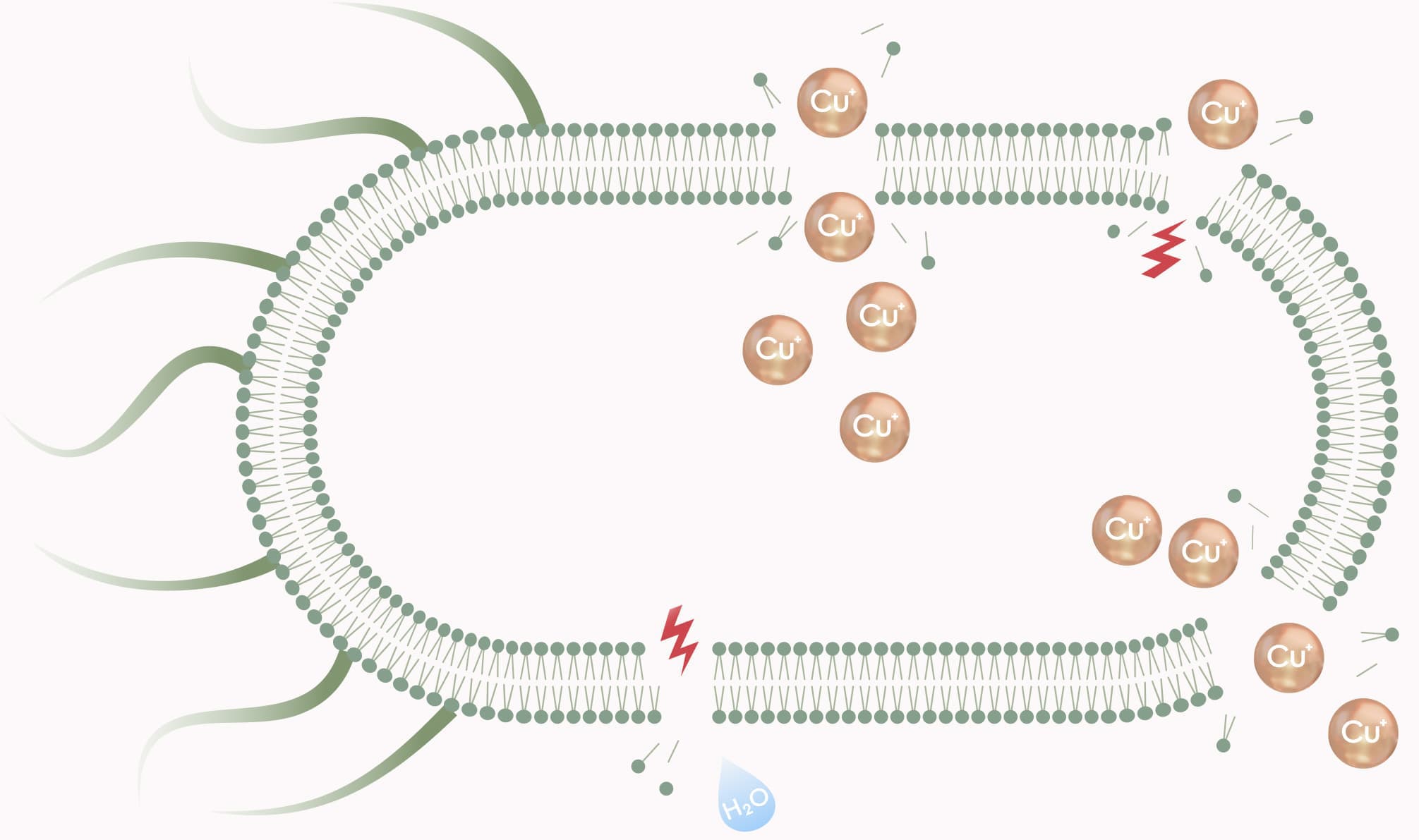 ANTIBACTERIAL ACTIVITY